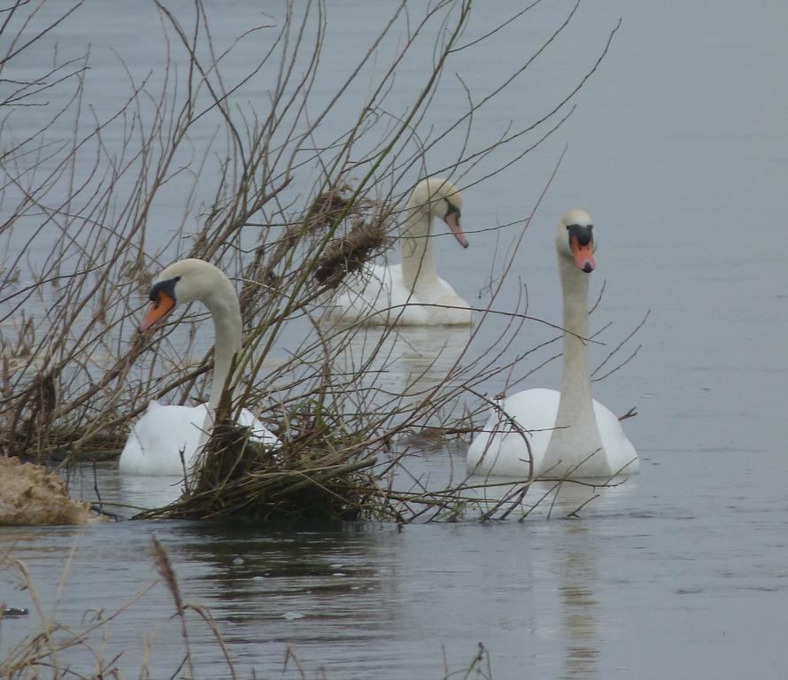 Les Gites De Colliers Muides-sur-Loire Pokój zdjęcie